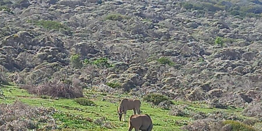 From Cape Town: Aquila Game Reserve Sunset Game Drive - Who Will Love This Tour?