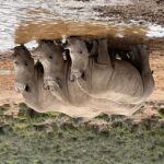 From Cape Town: Big Five Safari Experience with Lunch - What makes this tour stand out