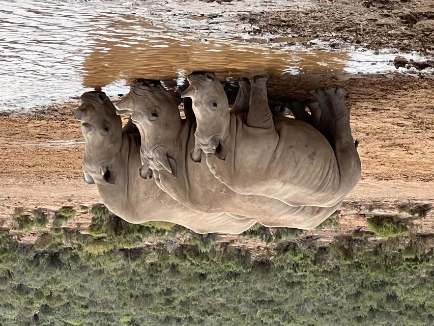 From Cape Town: Big Five Safari Experience with Lunch - What makes this tour stand out