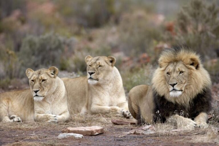 From Cape Town: Big Five Sunset Safari incl. Transportation - Frequently Asked Questions