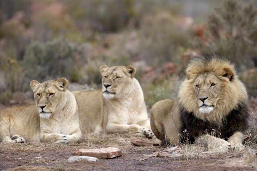 From Cape Town: Big Five Sunset Safari incl. Transportation - Frequently Asked Questions