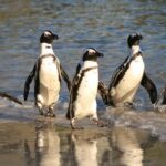 From Cape Town: Cape Agulhas, Penguins, Wine Tasting Tour - What Makes This Tour Stand Out