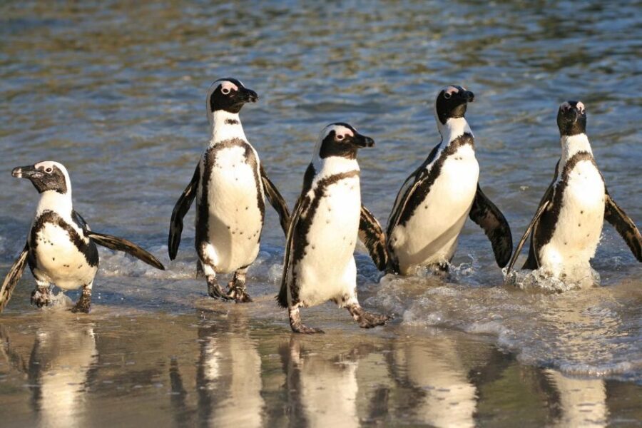 From Cape Town: Cape Agulhas, Penguins, Wine Tasting Tour - What Makes This Tour Stand Out