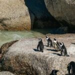 From Cape Town: Cape Peninsula & Boulders Penguin Beach Tour - Transportation and Group Size