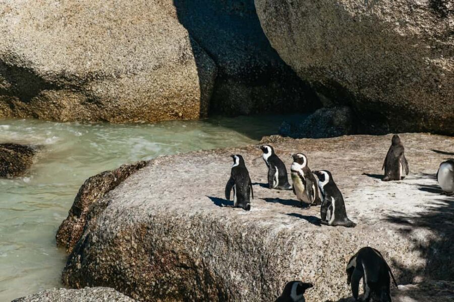 From Cape Town: Cape Peninsula & Boulders Penguin Beach Tour - Transportation and Group Size