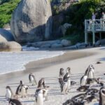 From Cape Town: Cape Point and Boulders Beach Full-Day Tour - What’s Included & What to Consider