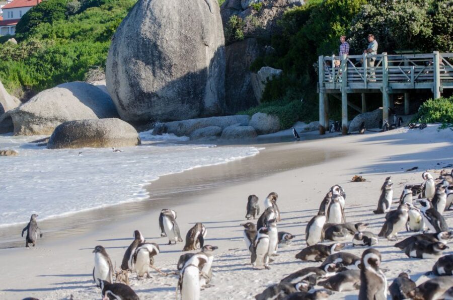 From Cape Town: Cape Point and Boulders Beach Full-Day Tour - What’s Included & What to Consider