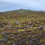 From Cape Town: Cape Point & Boulders Beach Full-Day Tour - What Makes This Tour Stand Out?