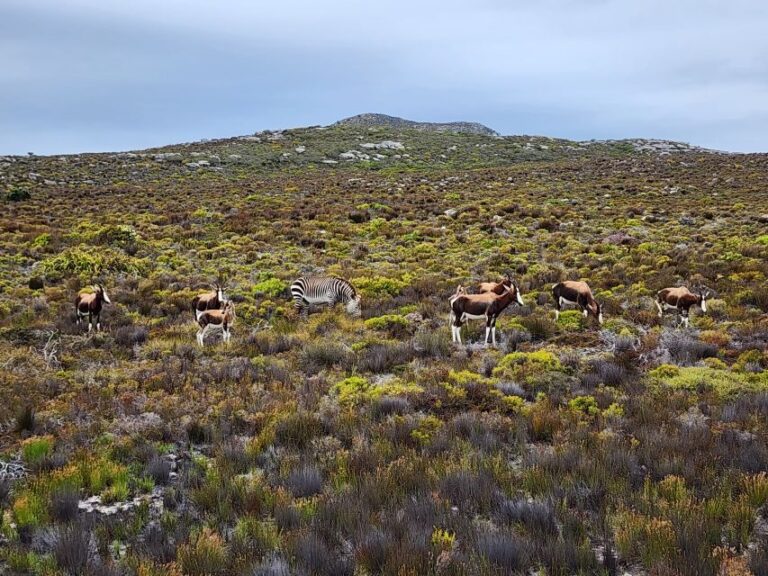 From Cape Town: Cape Point & Boulders Beach Full-Day Tour - What Makes This Tour Stand Out?