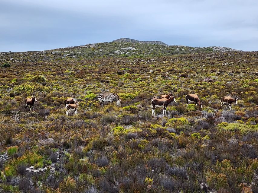 From Cape Town: Cape Point & Boulders Beach Full-Day Tour - What Makes This Tour Stand Out?
