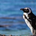 From Cape Town: Cape Point + Penguins Small Group Tour - Final Thoughts: Is This Tour Worth It?