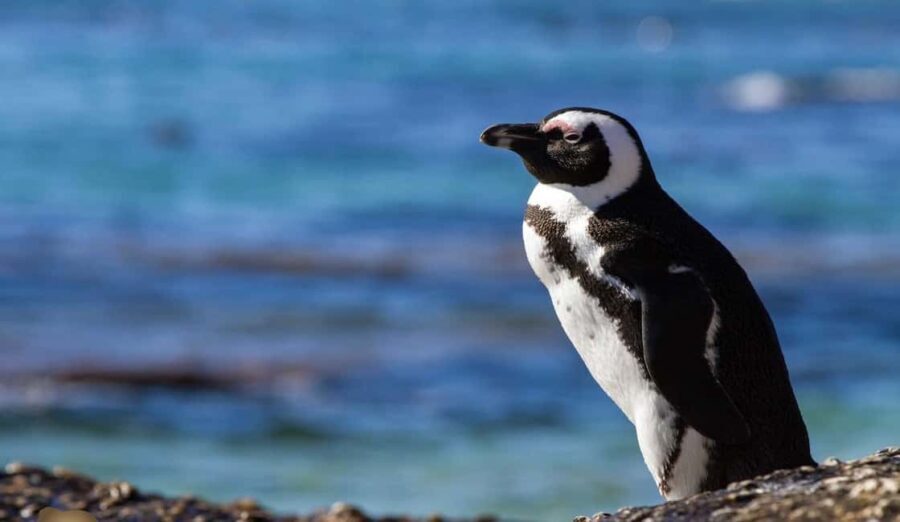 From Cape Town: Cape Point + Penguins Small Group Tour - Final Thoughts: Is This Tour Worth It?