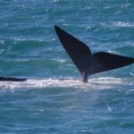 From Cape Town: Full Day Hermanus Whale Watching Tour - Key Points