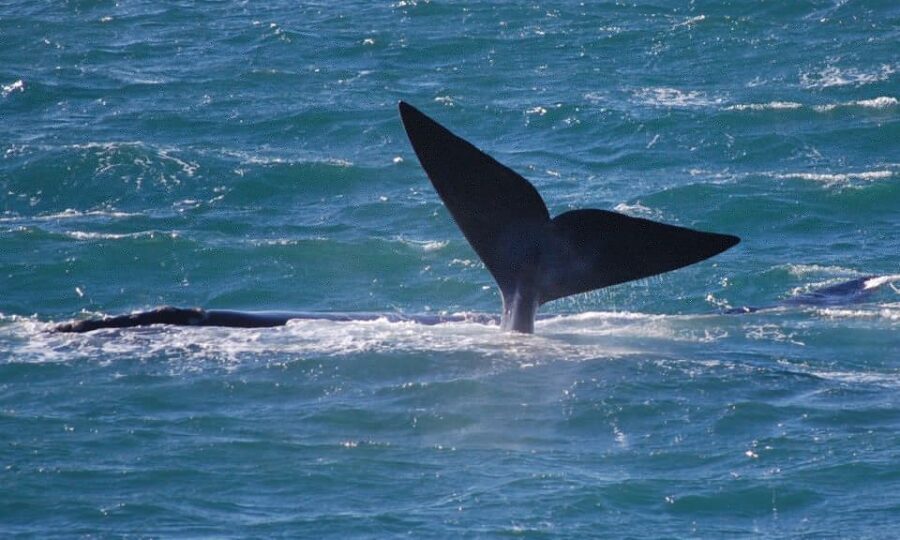 From Cape Town: Full Day Hermanus Whale Watching Tour - Key Points