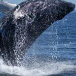From Cape Town: Full Day Tour to Hermanus - What’s Included & What’s Not