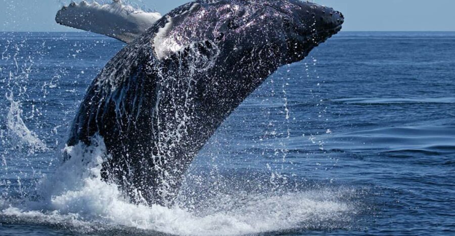 From Cape Town: Full Day Tour to Hermanus - What’s Included & What’s Not