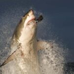 From Cape Town: Gans Bay Shark Cage Diving - The Experience Itself