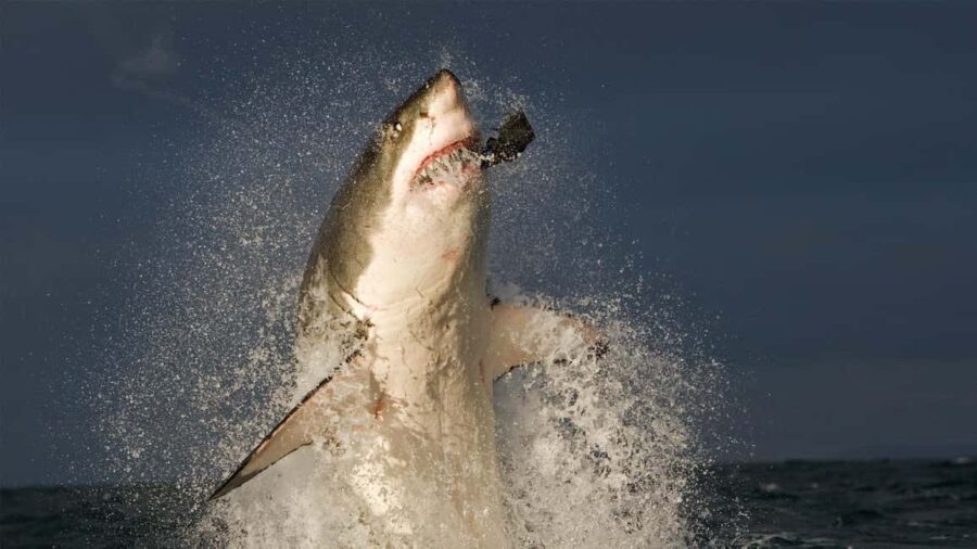 From Cape Town: Gans Bay Shark Cage Diving - The Experience Itself