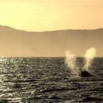 From Cape Town: Hermanus Whale Watching Boat Trip - Is This Tour Worth the Cost?