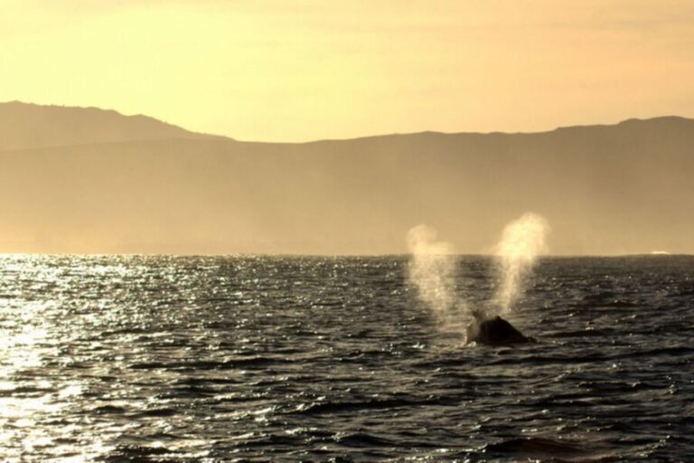 From Cape Town: Hermanus Whale Watching Boat Trip - Is This Tour Worth the Cost?