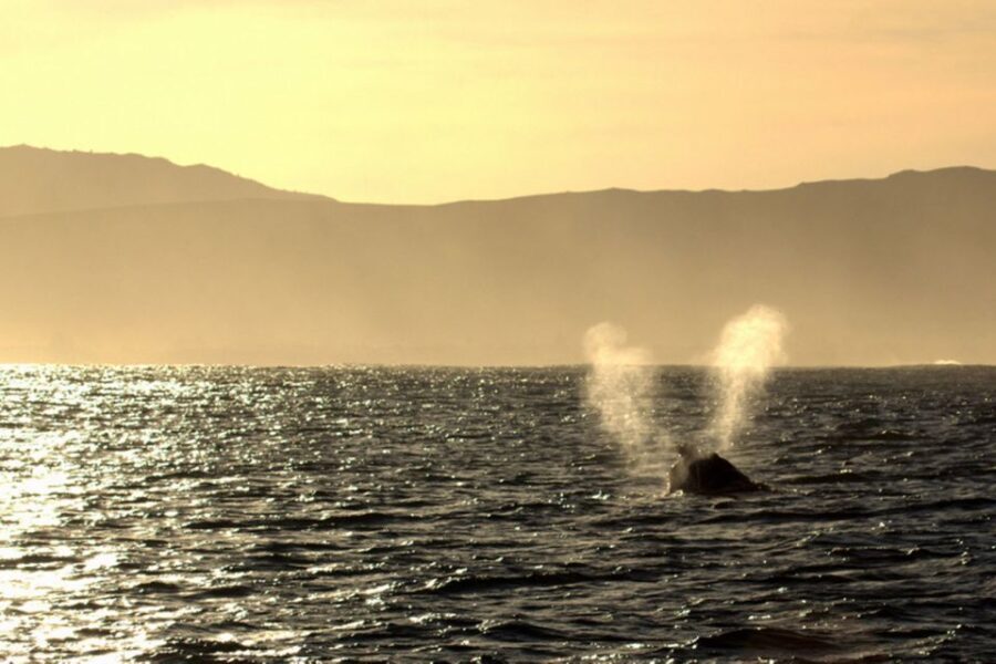 From Cape Town: Hermanus Whale Watching Boat Trip - Is This Tour Worth the Cost?