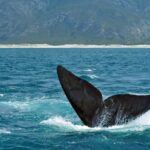 From Cape Town: Hermanus Whale Watching Full Day Tour - The Value of the Tour