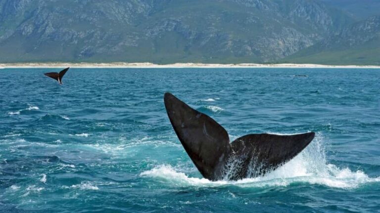 From Cape Town: Hermanus Whale Watching Full Day Tour - The Value of the Tour