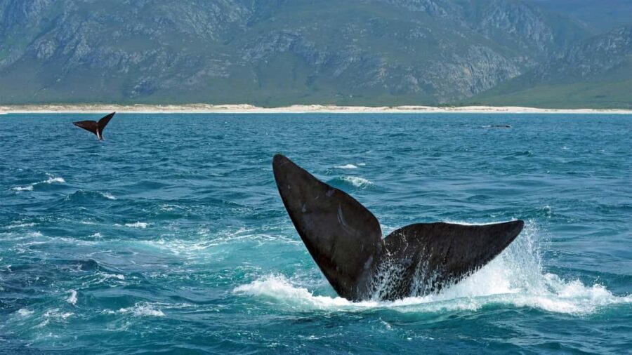 From Cape Town: Hermanus Whale Watching Full Day Tour - The Value of the Tour