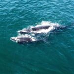 From Cape Town: Hermanus Whale Watching Tour with Boat Trip - Who Will Love This Tour?