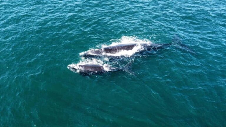 From Cape Town: Hermanus Whale Watching Tour with Boat Trip - Who Will Love This Tour?