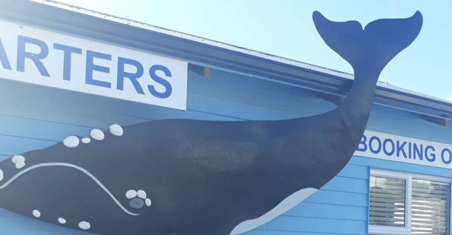 From Cape Town: Hermanus Whale Watching Tour with Transfer - From Cape Town: Hermanus Whale Watching Tour with Transfer — An In-Depth Review