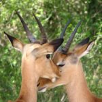 From Cape Town: Kruger National Park 2-Day Safari Trip - What’s Included and What’s Not
