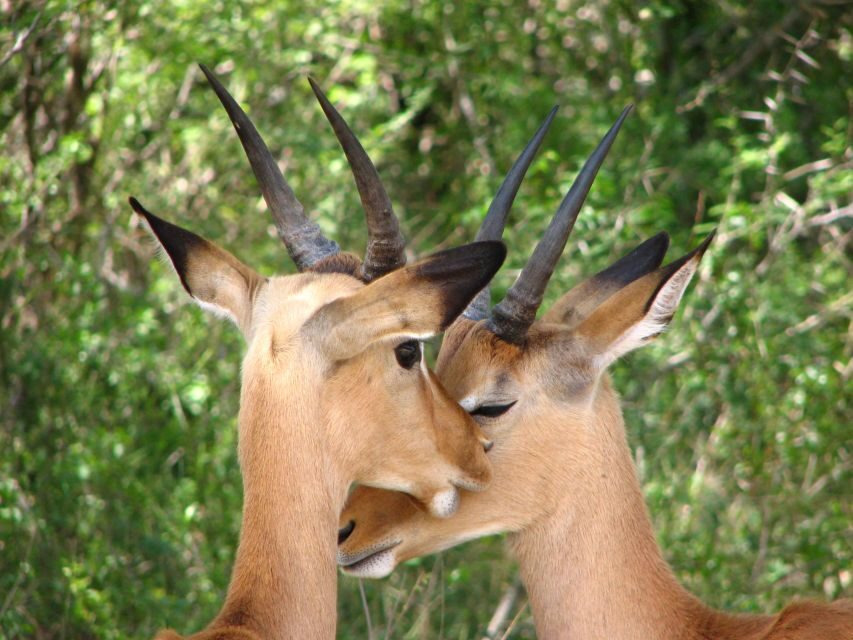 From Cape Town: Kruger National Park 2-Day Safari Trip - What’s Included and What’s Not