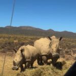 From Cape Town: Safari & Wine Tour - Why This Tour Works Well