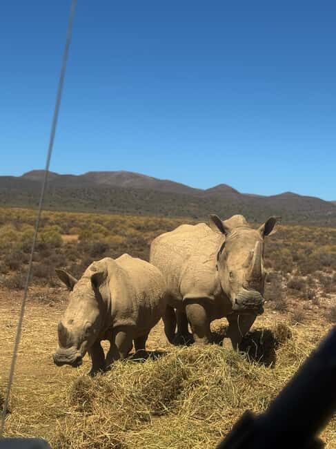 From Cape Town: Safari & Wine Tour - Why This Tour Works Well