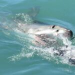 From Cape Town: Shark Cage Diving and Penguin Tour - Key Points