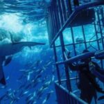 From Cape Town: Shark Cage Diving and Penguin Tour - The Itinerary Breakdown