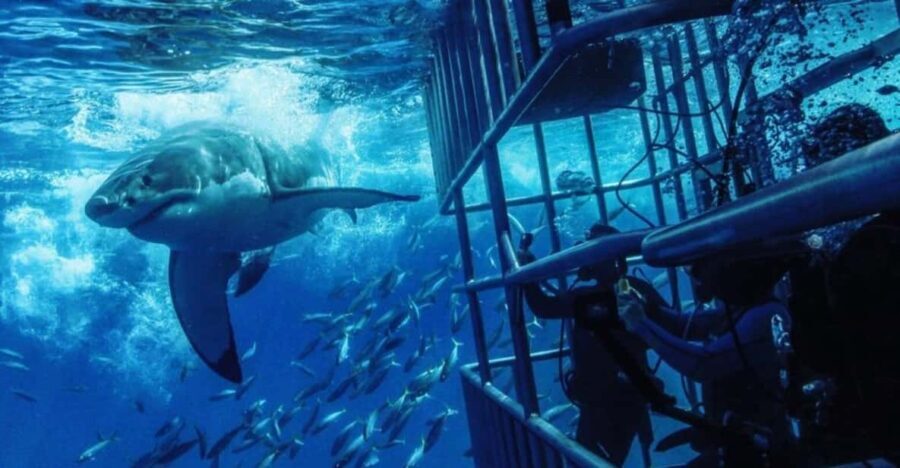 From Cape Town: Shark Cage Diving and Penguin Tour - The Itinerary Breakdown