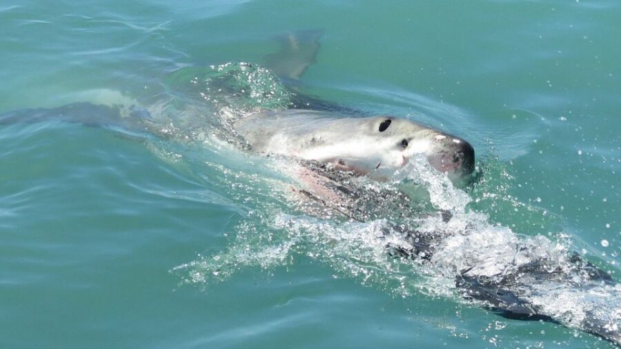 From Cape Town: Shark Cage Diving and Penguin Tour - Key Points