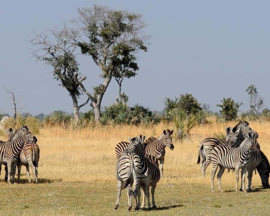 From Cape Town: Victoria Falls Highlights 2-Day Tour - The Itinerary in Detail: From Cape Town to Victoria Falls
