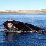 From Cape Town: Whale Watching Tour in Hermanus and Gansbaai - Transportation, Group Size, and Pricing
