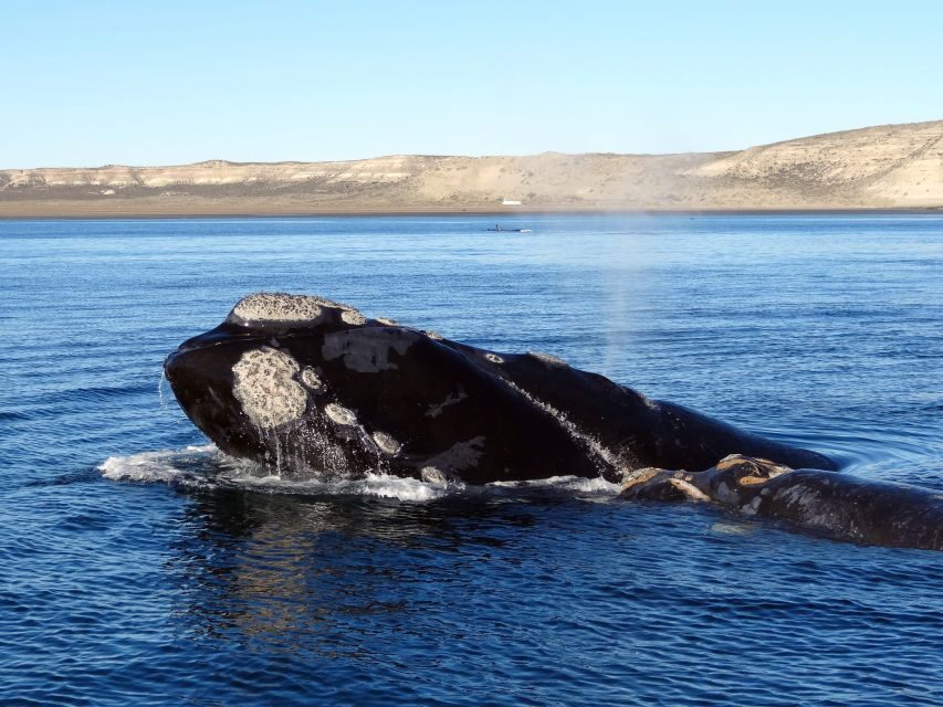 From Cape Town: Whale Watching Tour in Hermanus and Gansbaai - Transportation, Group Size, and Pricing