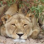 From Cape Town: Wildlife Safari, Olive, Beer & Wine Tasting - A Charming Stop in Darling for Olive & Wine Tasting