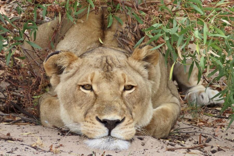 From Cape Town: Wildlife Safari, Olive, Beer & Wine Tasting - A Charming Stop in Darling for Olive & Wine Tasting