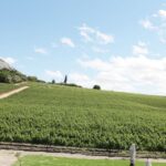 From Cape Town: Winelands Full Day Tour and Wine Tasting - Exploring Stellenbosch: The Heart of the Winelands