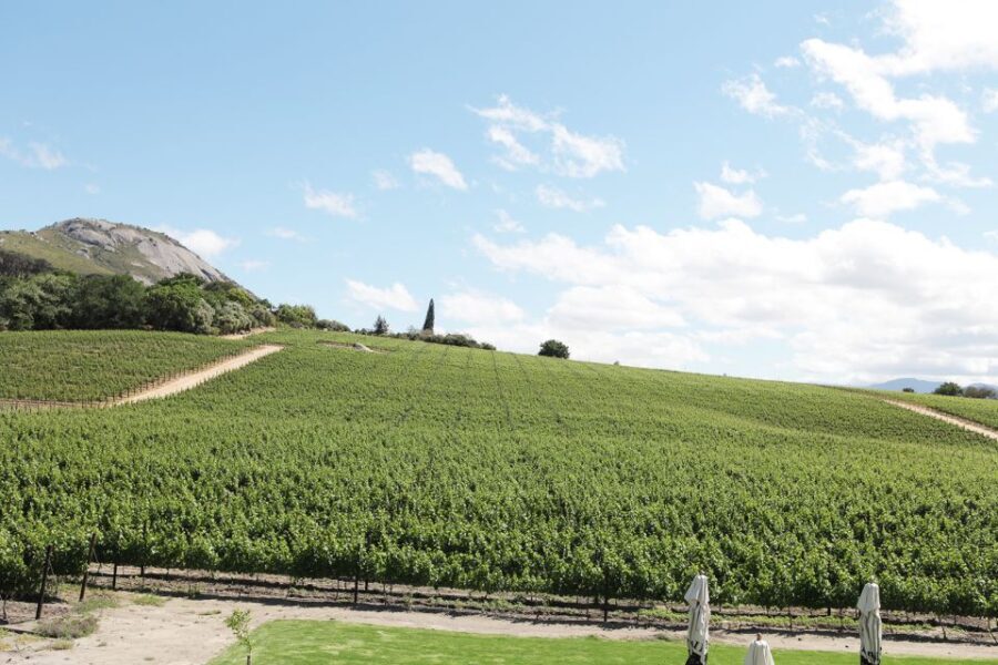 From Cape Town: Winelands Full Day Tour and Wine Tasting - Exploring Stellenbosch: The Heart of the Winelands