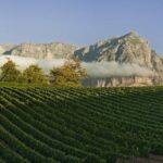 From Cape Town: Winelands Tour and Tastings - The Details: What’s Included and What to Know