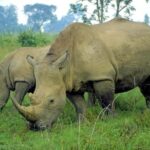 From CapeTown: 12-Day Tour to Johannesburg with acommodation - Practical Considerations