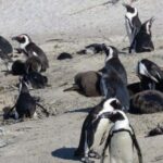 From CapeTown:Full Day Tour to Cape of Good Hope&Cape Point - Authentic Experiences & Guides