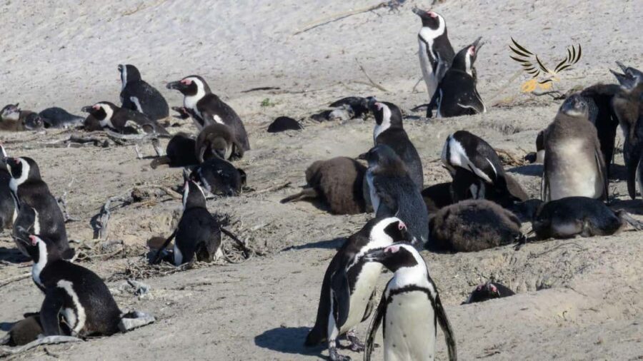 From CapeTown:Full Day Tour to Cape of Good Hope&Cape Point - Authentic Experiences & Guides